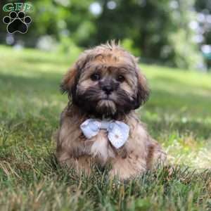 Buddy, Lhasa Apso Puppy